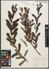 Foto von Salix purpurea subsp. lambertiana (Sm.) Rech. f.